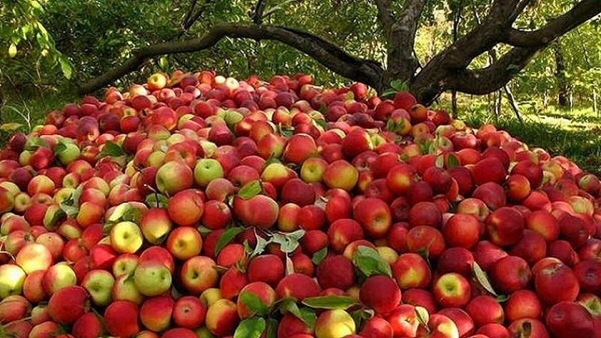 تولید ۱۰ هزار میلیارد ریال محصولات کشاورزی و باغی توسط عشایر