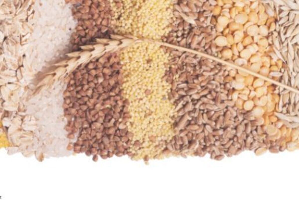 پیش بینی برداشت ۴ هزار تنی غلات از مزارع کرج