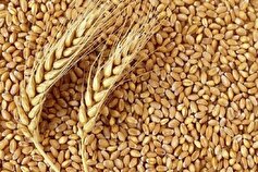 خودکفایی ۹۸ درصدی ایران در تولید بذر غلات