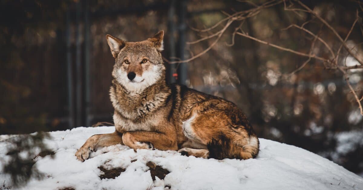 شباهت و تفاوت‌های جالب گرگ‌ها و سگ‌های هاسکی