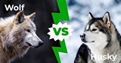 شباهت و تفاوت‌های جالب گرگ‌ها و سگ‌های هاسکی