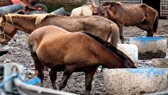 مصرف گوشت اسب سرشار از عوارض!