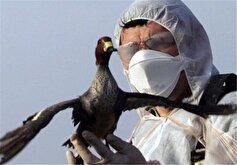 ردیابی بیماری آنفلوانزای فوق‌حاد پرندگان در ۱۰۰ روستای کرمانشاه