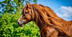 مقایسه اندازه یک اسب معمولی با غول پیکرترین اسب تاریخ