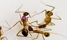 سازوکار عجیب مورچه‌ها در انجام جراحی و جلوگیری از عفونت!