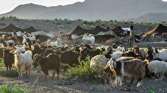 عشایر سیستان و بلوچستان سالانه ۴۰۰ تن گوشت تولید می‌کنند