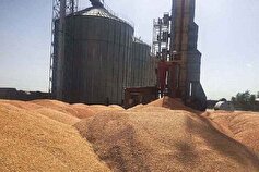 میزان خرید گندم در خراسان شمالی ۳۱ درصد افزایش یافت‎ ‎