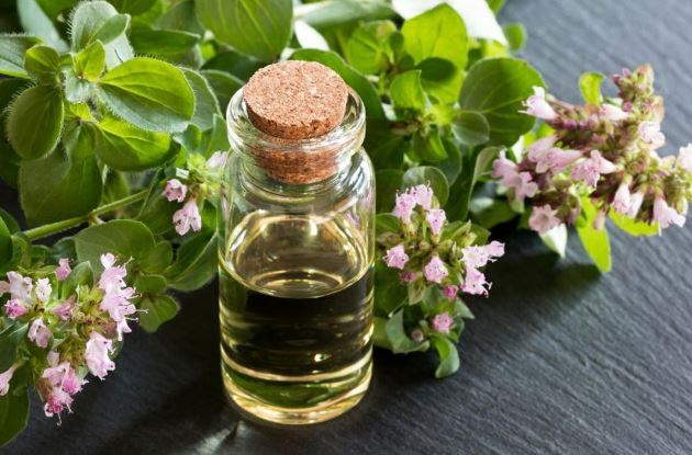 از کاهش درد قاعدگی تا رفع نفخ /با خواص معجزه آسای مرزنجوش آشنا شوید
