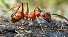 مورچه‌ نجار، جراح طبیعت نام دارد! روش دوا و درمان