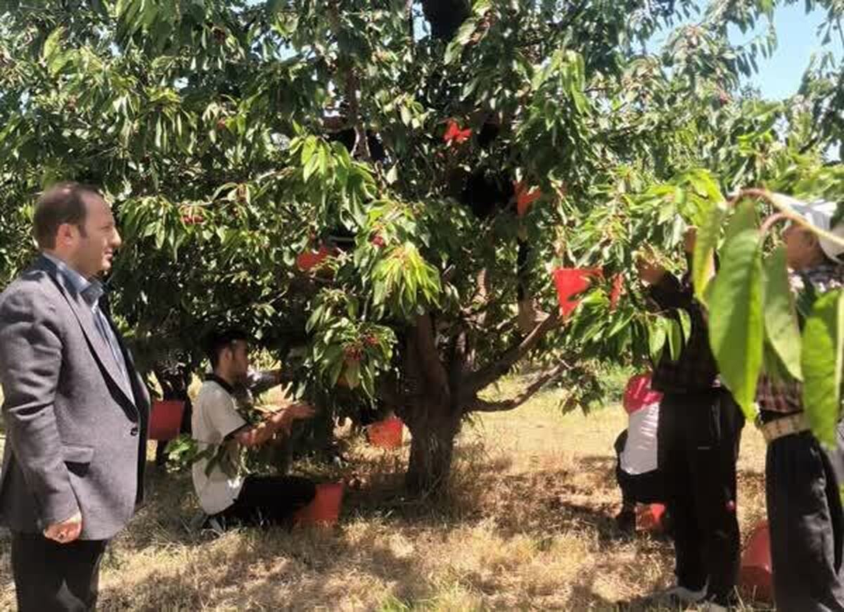 پیش بینی برداشت یک هزار و ۲۰۰ تن گیلاس از باغات مراغه