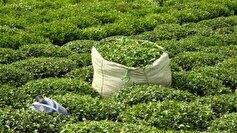 واردات چای به بیش از ۱۱ هزار تن رسید