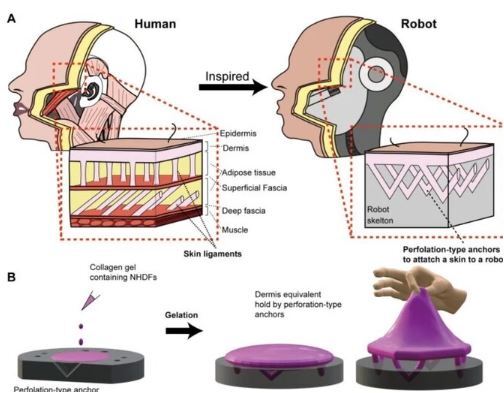 ربات‌های نسل بعدی؛ پوست‌های خودترمیم‌شونده با حس طبیعی