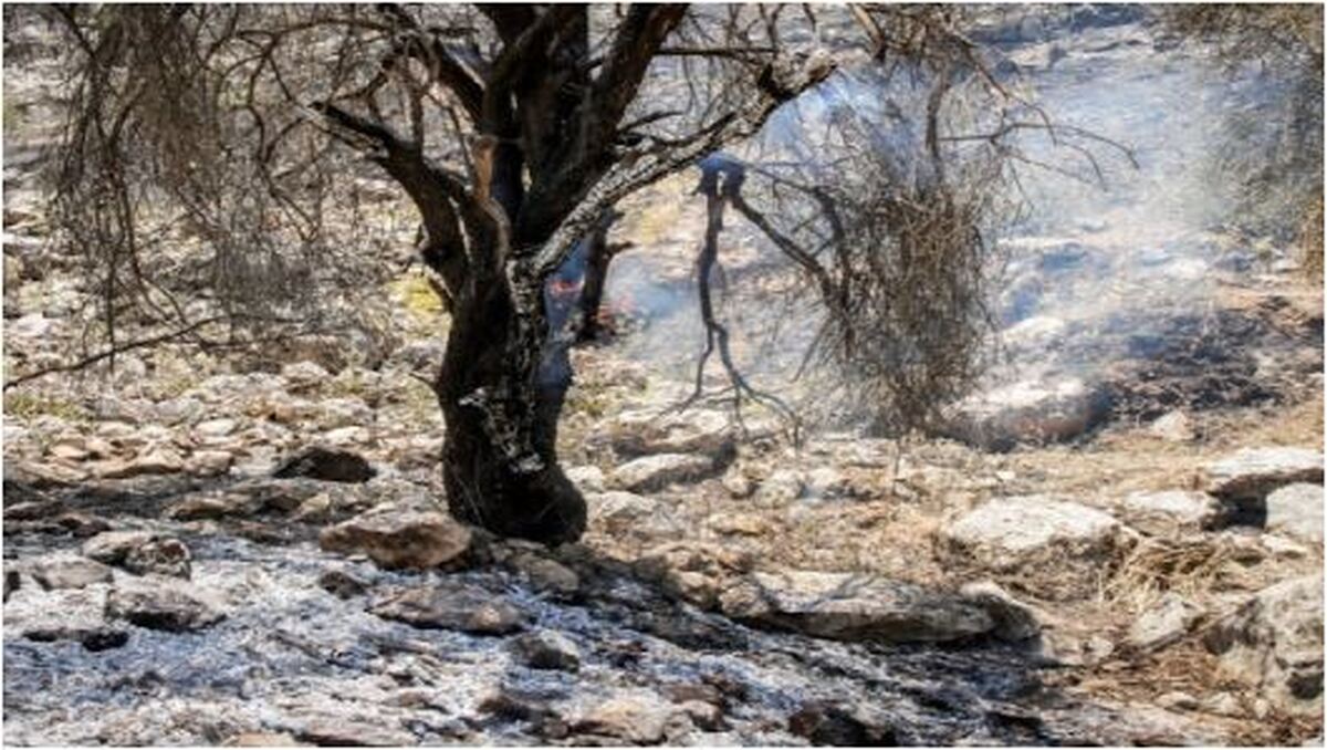 ارتفاعات «نارک» گچساران طعمه حریق شد