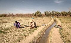 کشاورزان افغانستان به جهت خشکسالی‌های پیاپی آسیب فراوانی در این بخش دیده‎اند