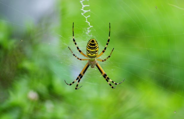حقایقی جالب درمورد تار‌های عنکبوت که به ذهنتان خطور نمی‌کرده