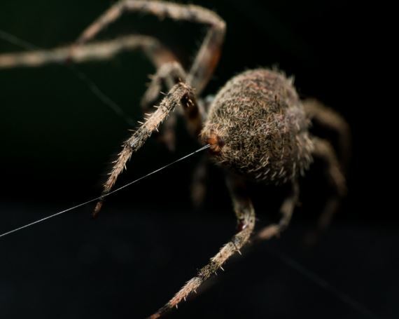 حقایقی جالب درمورد تار‌های عنکبوت که به ذهنتان خطور نمی‌کرده
