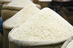 واردات برنج را به کمتر از یک میلیون تن می‌رسانیم