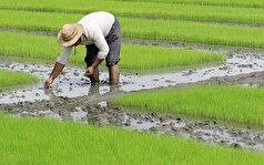 کشت برنج در باشت ۲۰ درصد کاهش یافت