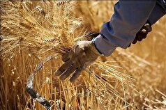 خریداری بیش از ۱۷۷ هزار تن گندم از کشاورزان