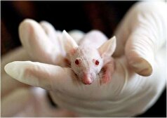 موش‌های پرورش یافته با شباهت شدید سیستم ایمنی به انسان