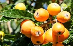 این میوه کمتر شناخته شده در ایران خواص باورنکردنی دارد!