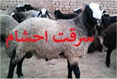 رمزگشایی از سرقت ۲۵ راس گوسفند در بردسکن