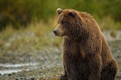 حمله خرس به دامدار ۳۱ ساله آبدانانی