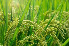 اختصاص ارز ترجیحی واردات برنج، به افزایش تولید موجب خودکفایی می‌شود