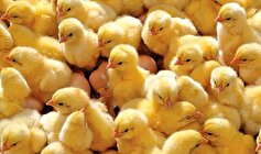 جوجه‌ریزی ۱۴ میلیون قطعه‌ای در مرغداری‌های همدان