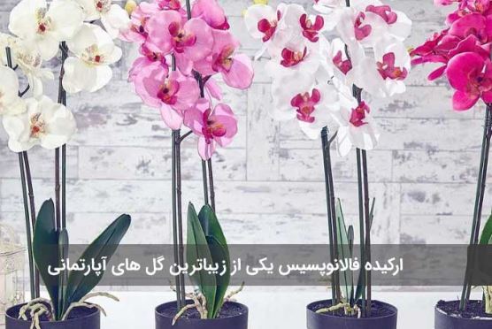 زیباترین گل‌های آپارتمانی که نباید ازشون غافل بشید