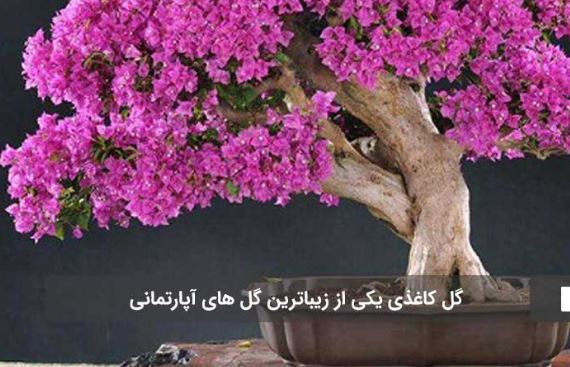 زیباترین گل‌های آپارتمانی که نباید ازشون غافل بشید