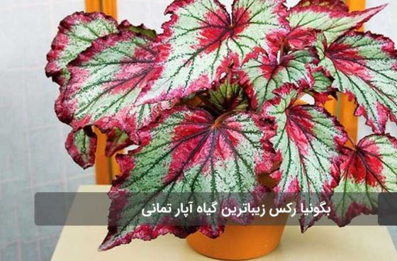 زیباترین گل‌های آپارتمانی که نباید ازشون غافل بشید