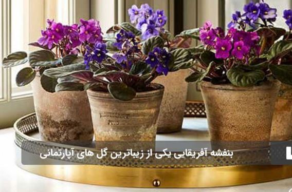 زیباترین گل‌های آپارتمانی که نباید ازشون غافل بشید