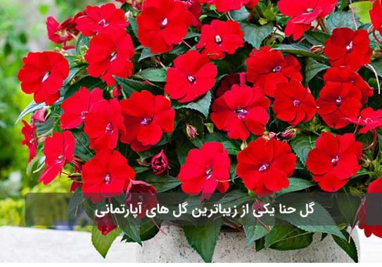 زیباترین گل‌های آپارتمانی که نباید ازشون غافل بشید