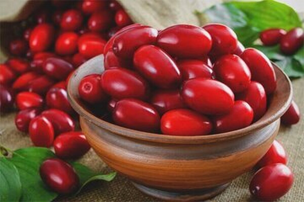 نقش موثر زغال اخته در بهبود ومبارزه بیماری‌های مغز واعصاب