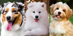 معرفی ۱۰ نژاد سگ پشمالو و عروسکی