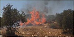 شهرک‌نشینان صهیونیست مزارع زیتون در کرانه باختری را به آتش کشیدند