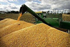 خرید و ذخیره‌سازی بیش از ۳۳ هزار تن گندم در شهرستان ازنا