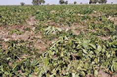 هشدار به کشاورزان؛ بارش‌های تابستانه ممکن است به محصولات آسیب برساند