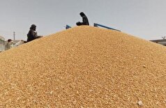 واردات ۱۷ هزار تن گندم به افغانستان