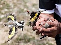 دستگیری ۳ گروه از صیادان غیرمجاز پرندگان تزئینی در لرستان