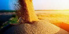 افزایش ۱۰.۳ درصدی واردات گندم در تاجیکستان