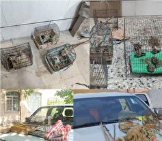 دستگیری ۳ گروه از صیادان غیرمجاز پرندگان تزئینی در لرستان