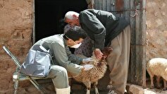 واکسیناسیون ۳۵۰ هزار رأس گوسفند و بز علیه بیماری طاعون در قوچان