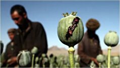 گزارش جدید سازمان ملل از وضعیت مواد مخدر در افغانستان