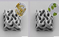 استفاده از ریزجلبک برای ایجاد جوهر چاپ سه‌بعدی!