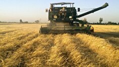برداشت گندم در سمنان ۶ درصد افزایش یافت