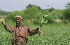 رونق خرید و فروش تریاک در افغانستان با انبارهای سرریز شده