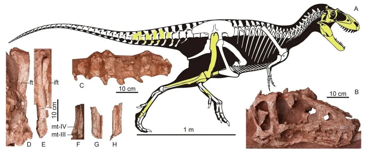 کشف یک دایناسور تیرانوسوروس در محل ساخت‌وساز