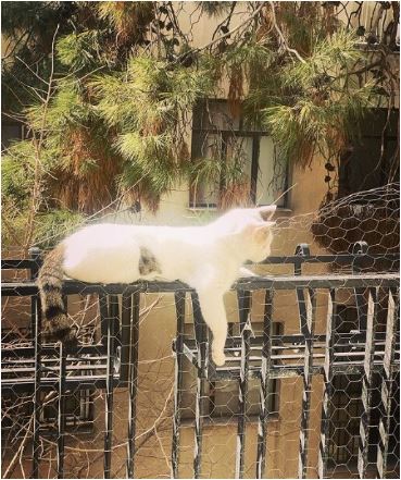 نگاهی به تِراس ساده با حیاط سرسبز هانیه توسلی بازیگر سریال وفا / گربه ملوس خانم بازیگر در حال آفتاب گرفتن+ عکس
